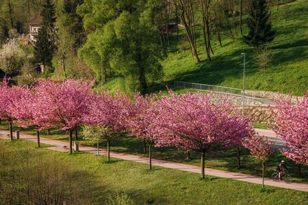Japonske češnje nas spet razveseljujejo